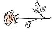 10930649-beautiful-single-pink-rose-flower-isolated-on-the-white-background